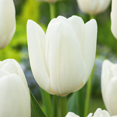 Tulip Hakuun