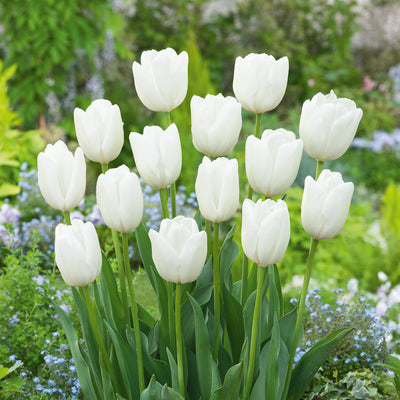 Tulip Hakuun