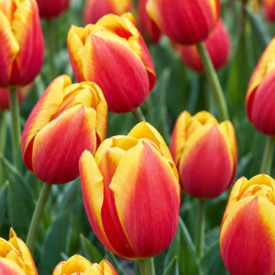 Tulip Hennie Van Der Most