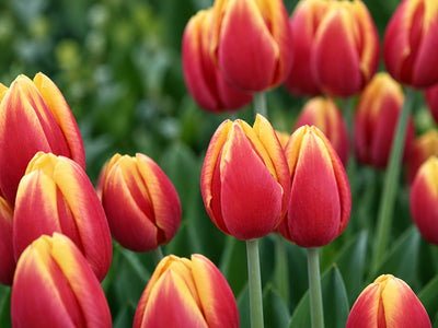 Tulip Hennie Van Der Most