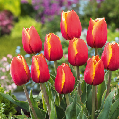 Tulip Hennie Van Der Most