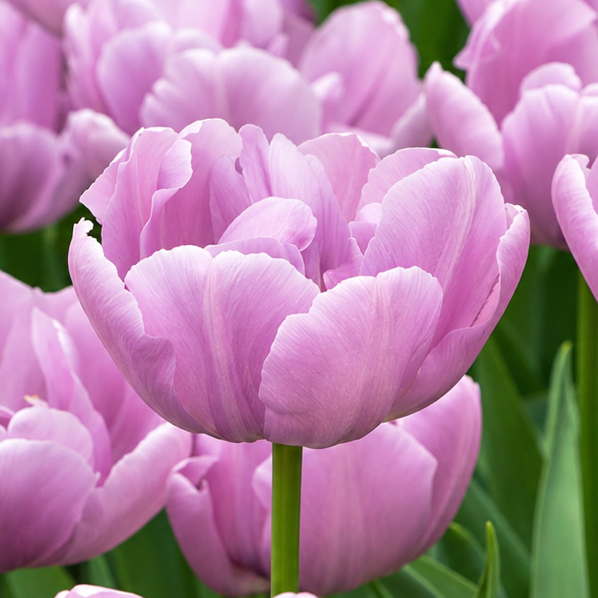Tulip Kickstart