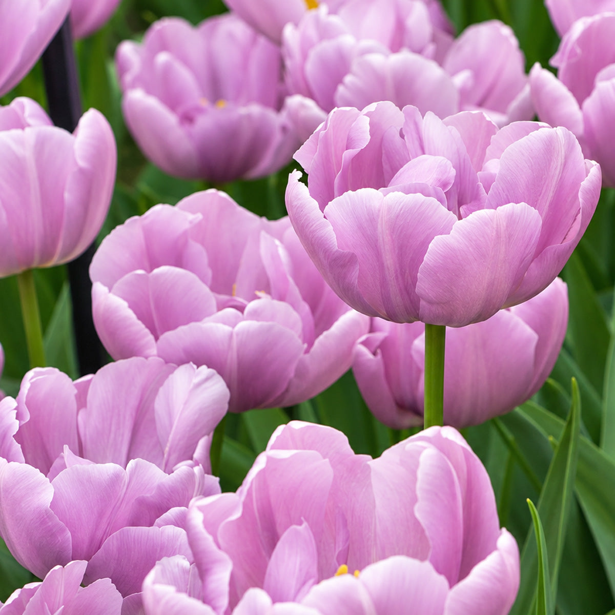 Tulip Kickstart