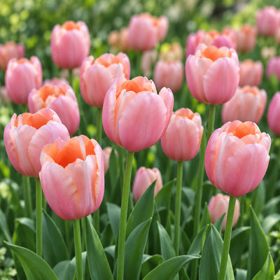 Tulip Menton