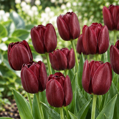 Tulip Mascara