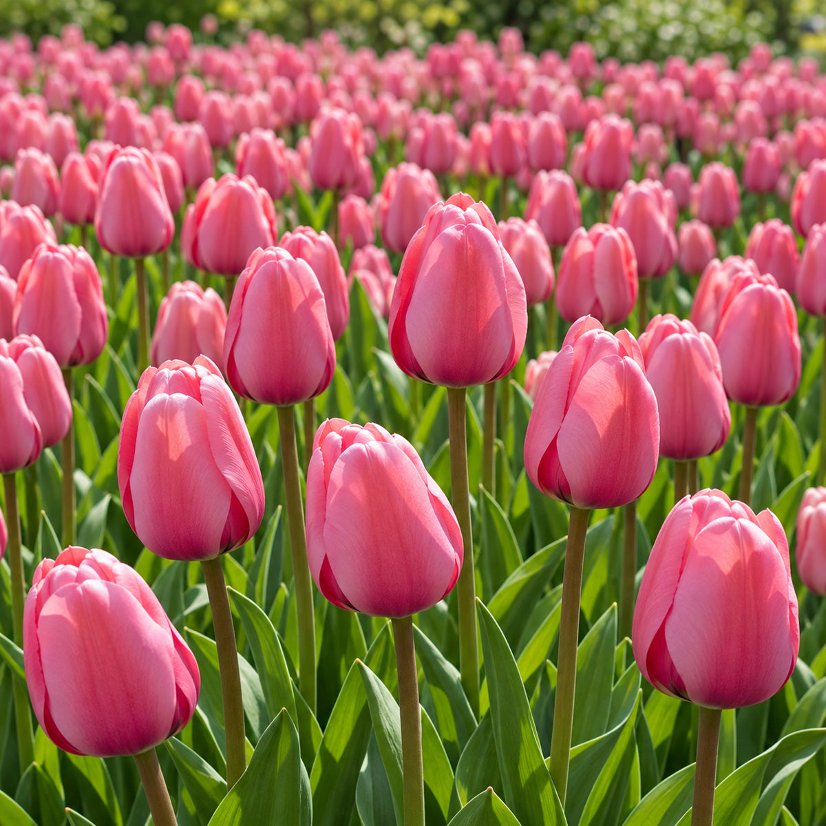 Tulip Pink Impression