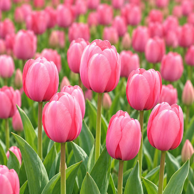 Tulip Pink Impression