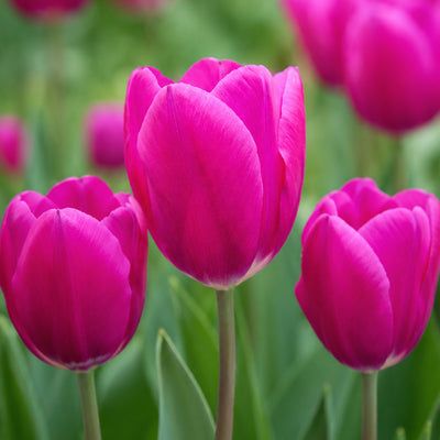 Tulip Pink Ardour