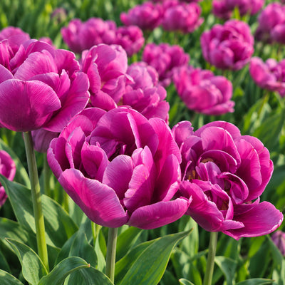 Tulip Purple Sky