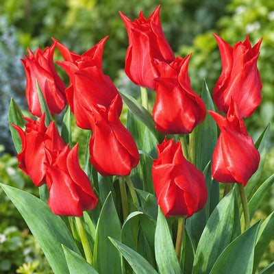 Tulip Pretty Woman