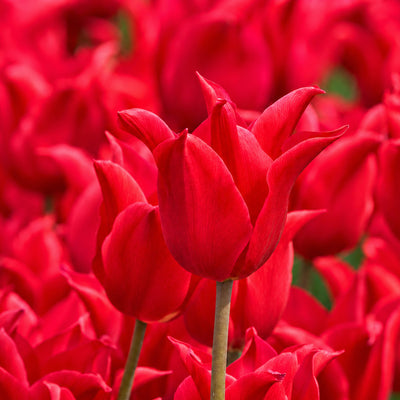 Tulip Pretty Woman