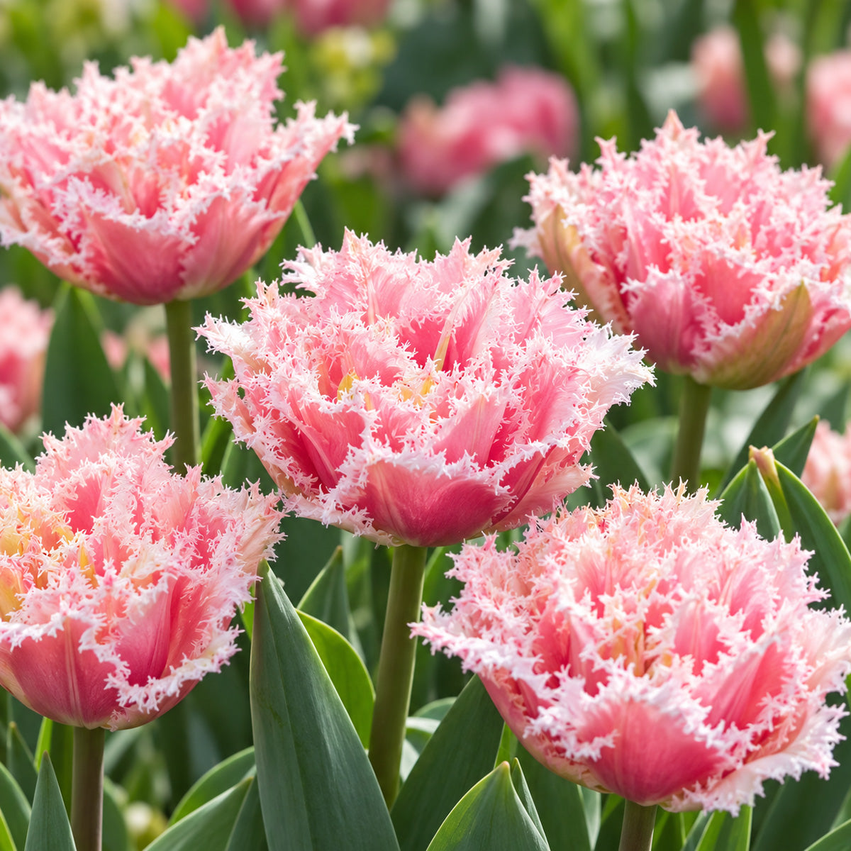 Tulip Queensland