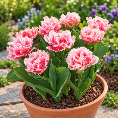 Tulip Queensland