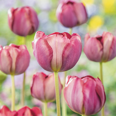Tulip Ridgedale