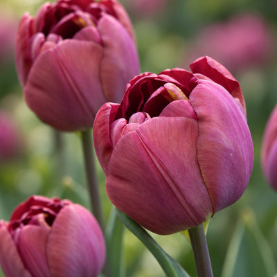 Tulip Ridgedale