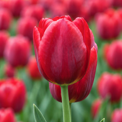 Tulip Renegade