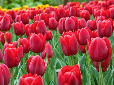 Tulip Renegade