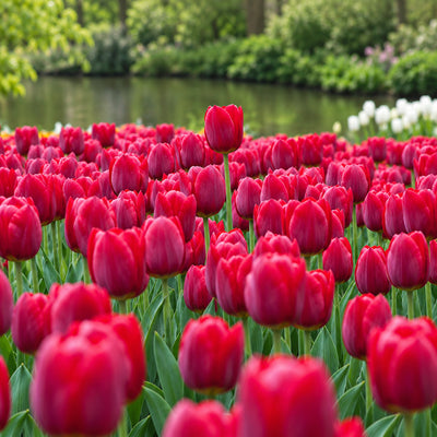 Tulip Renegade