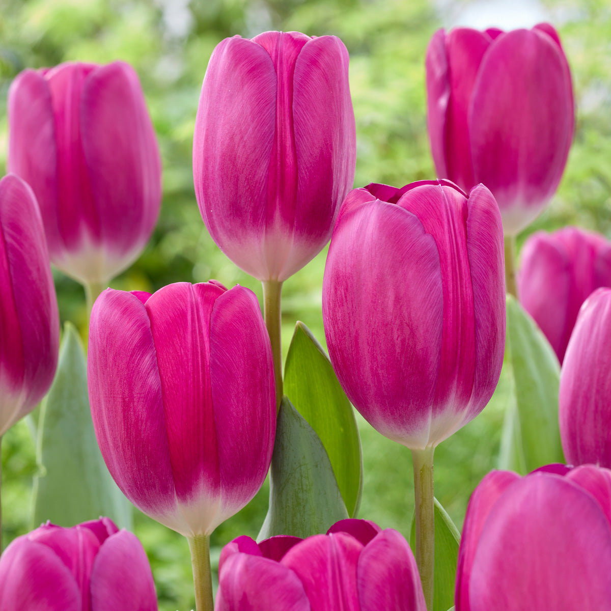 Tulip Roeska