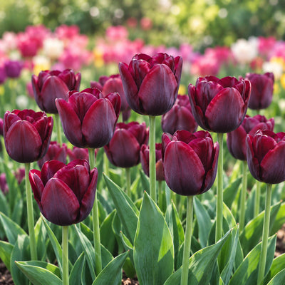 Tulip Ronaldo