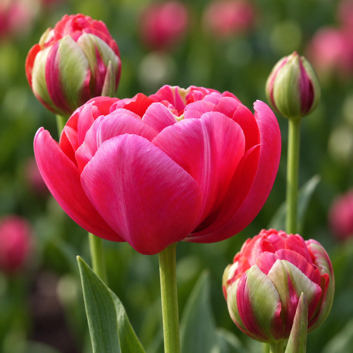 Tulip Renown Unique