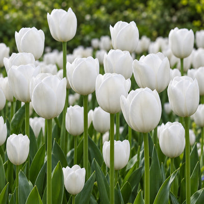 Tulip Royal Virgin