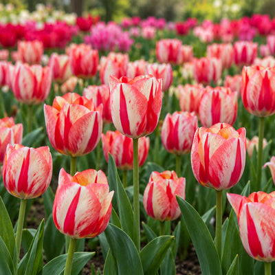Tulip Spryng Break