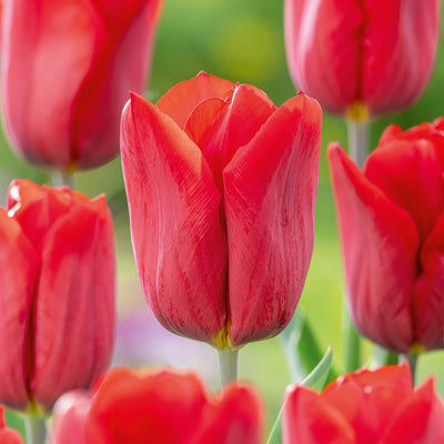 Tulip Strong Love
