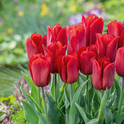 Tulip Strong Love