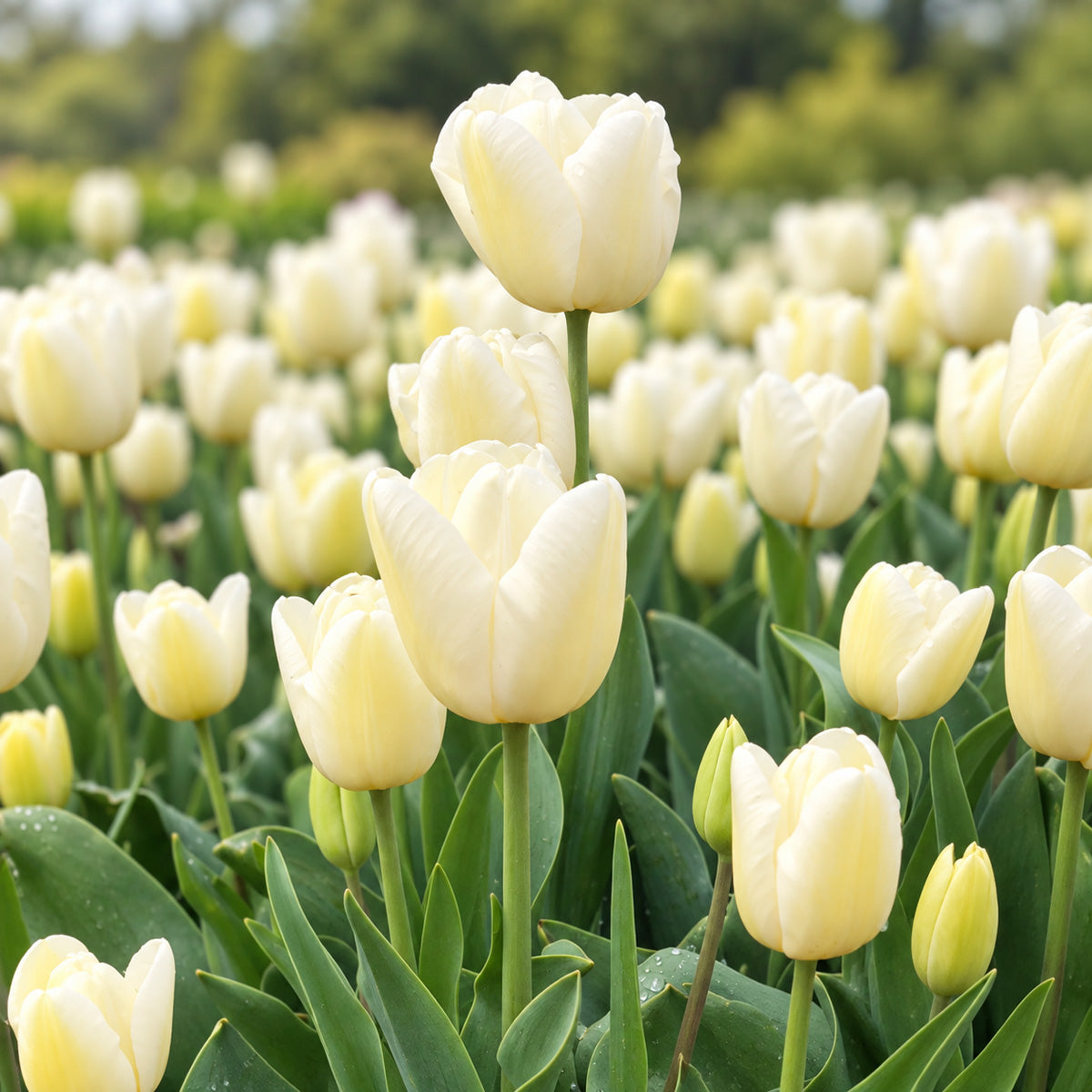 Tulip Snowboard