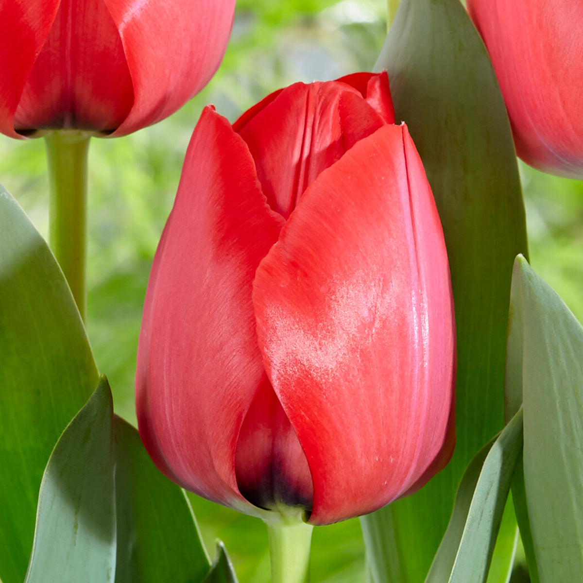 Tulip Spryng