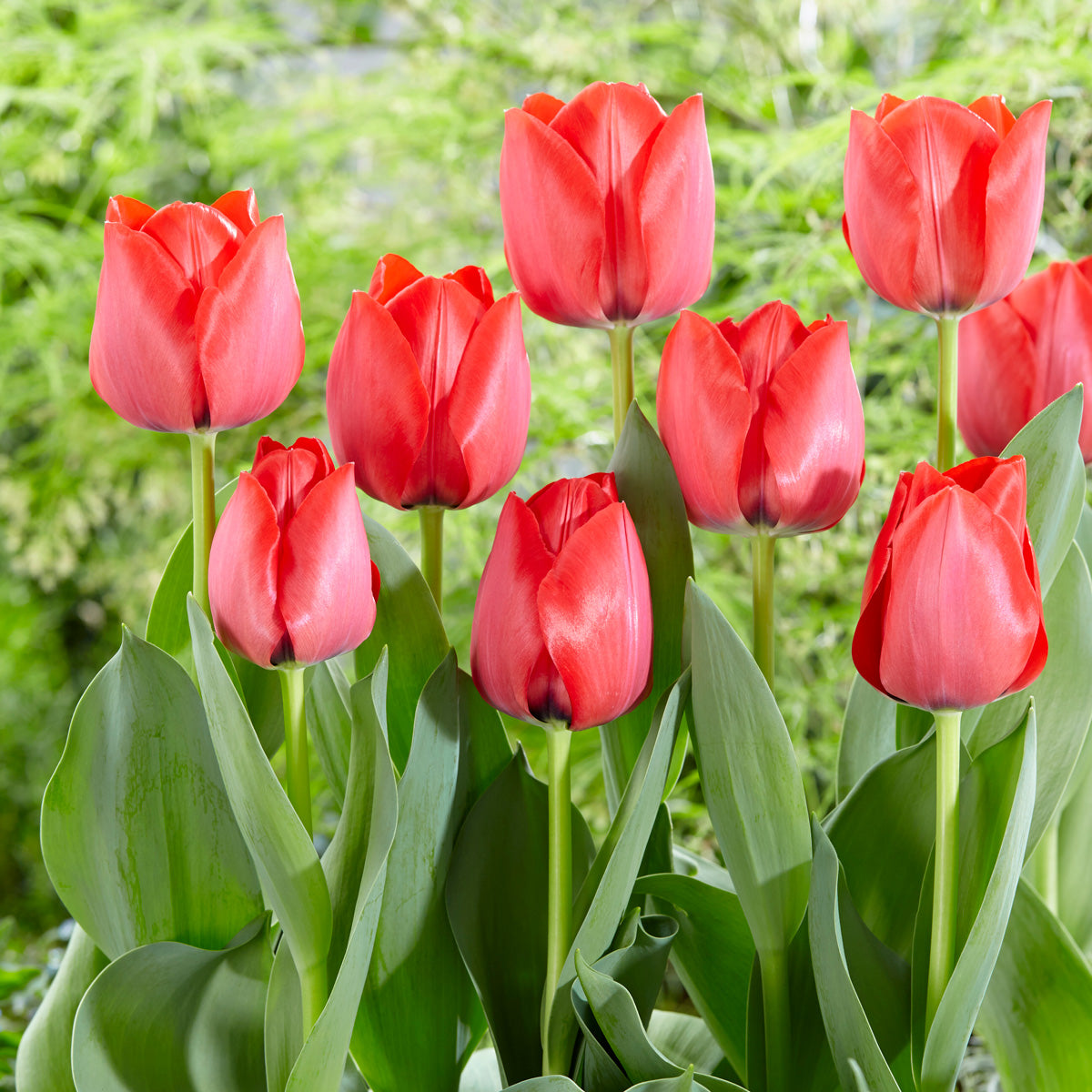 Tulip Spryng