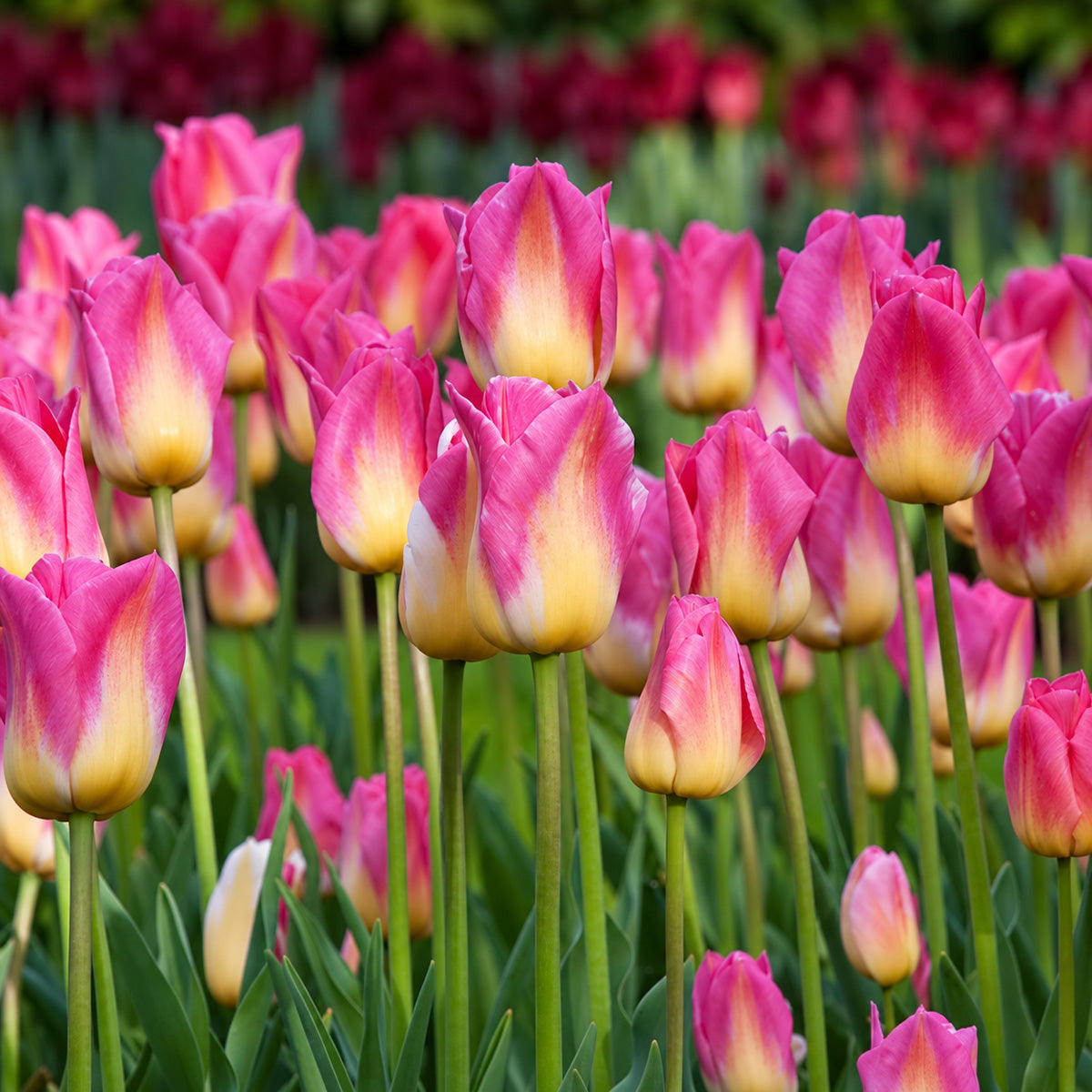 Tulip Tom Pouce