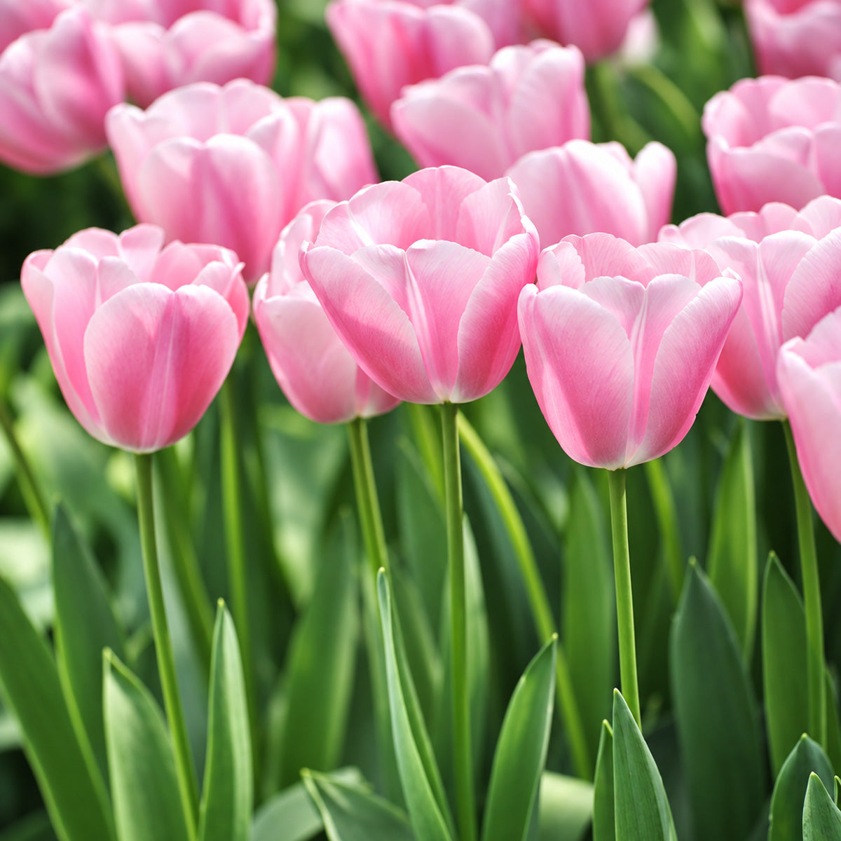Tulip Tresor