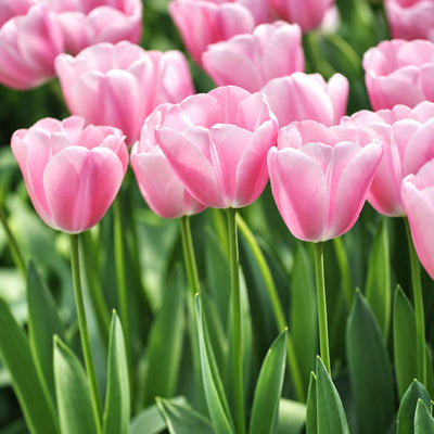 Tulip Tresor