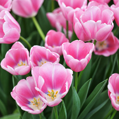Tulip Tresor