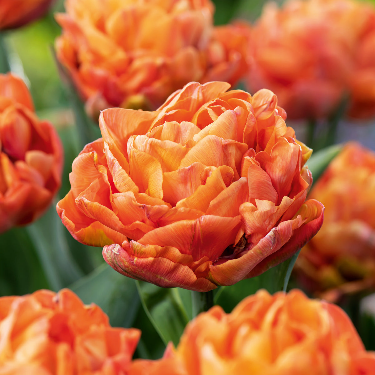 Tulip Valdivia