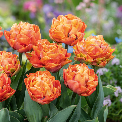 Tulip Valdivia