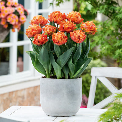 Tulip Valdivia