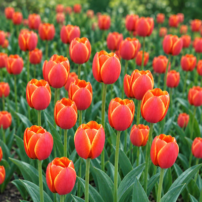 Tulip Verandi