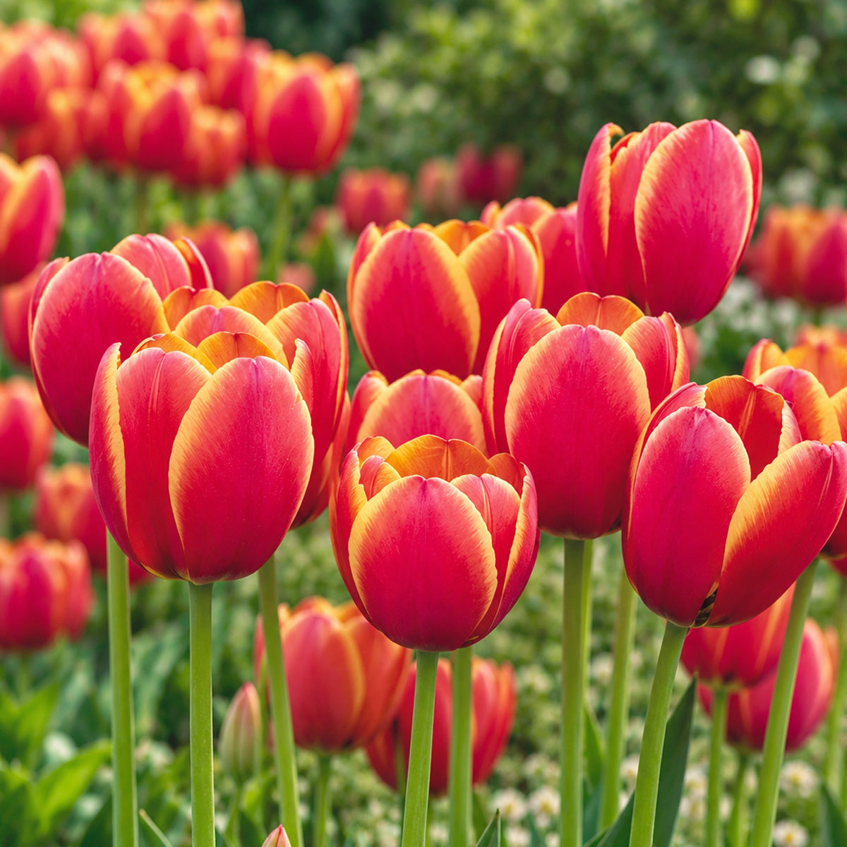 Tulip World Favourite