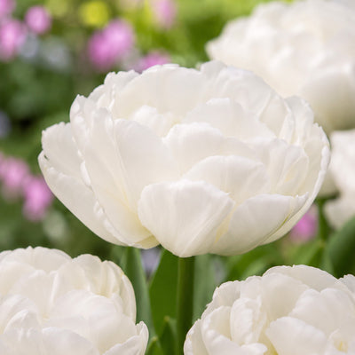 Tulip White Heart