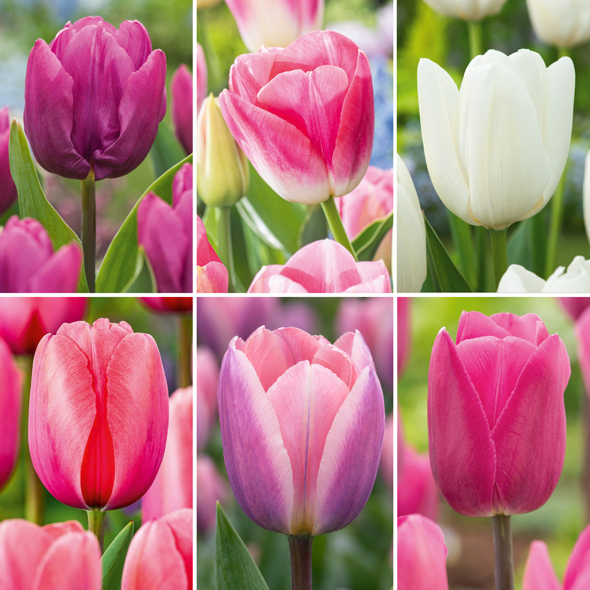 Tulip Spring Blush Collection