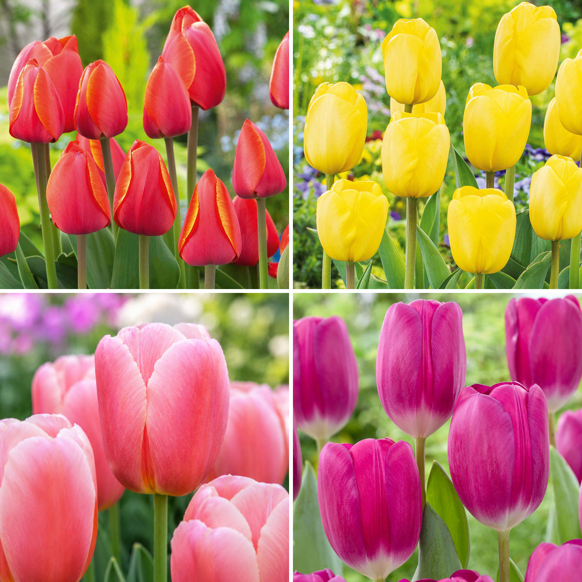 Tulip Spring Collection