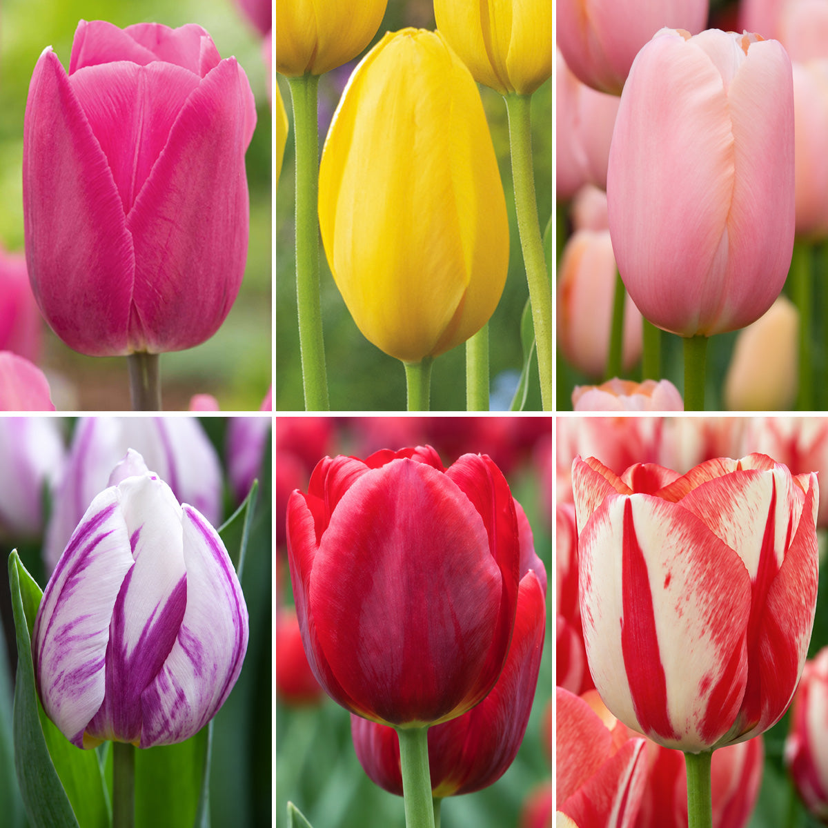 Tulip Spring Symphony Collection