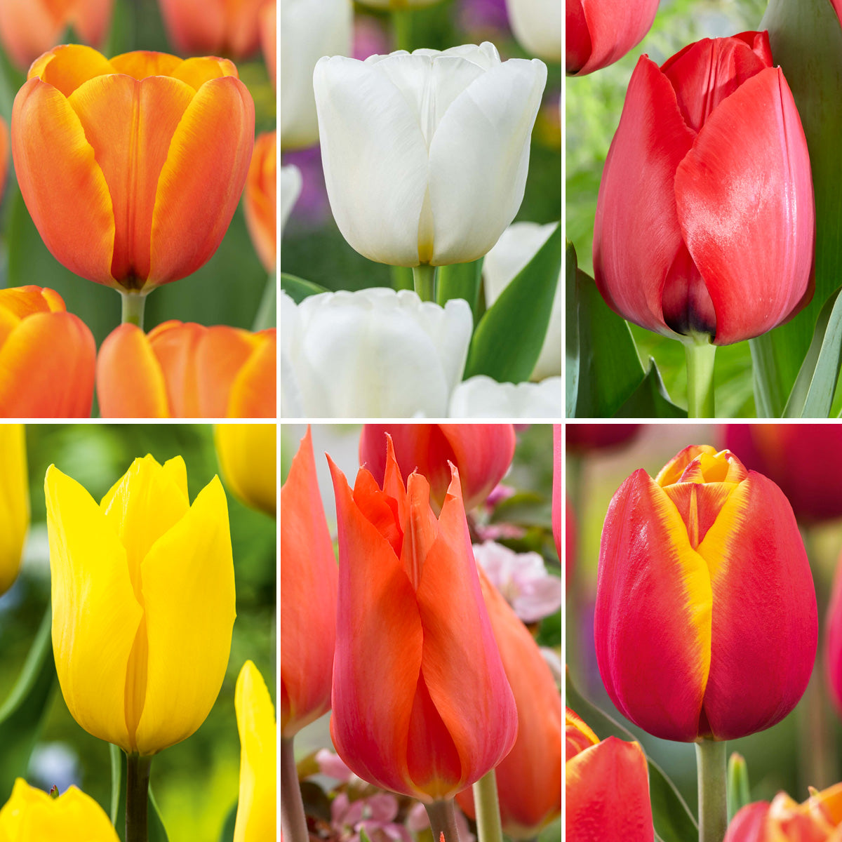 Tulip Sunset Serenade Collection