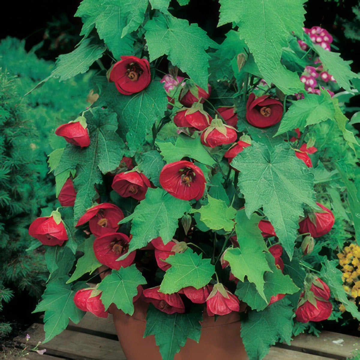 Abutilon Lucky Lantern Red16 - Garden Express Australia