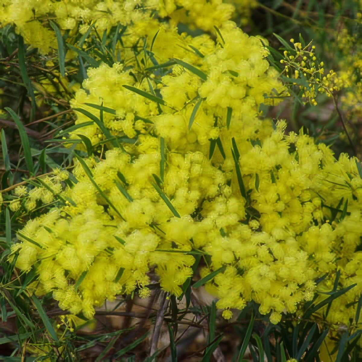 Acacia Fimbriata Dwarf 13 - Garden Express Australia