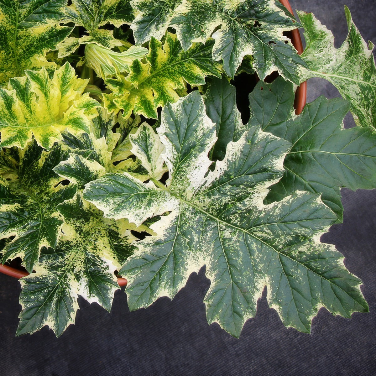 Acanthus Whitewater Variegated Oyster Plant - Garden Express Australia