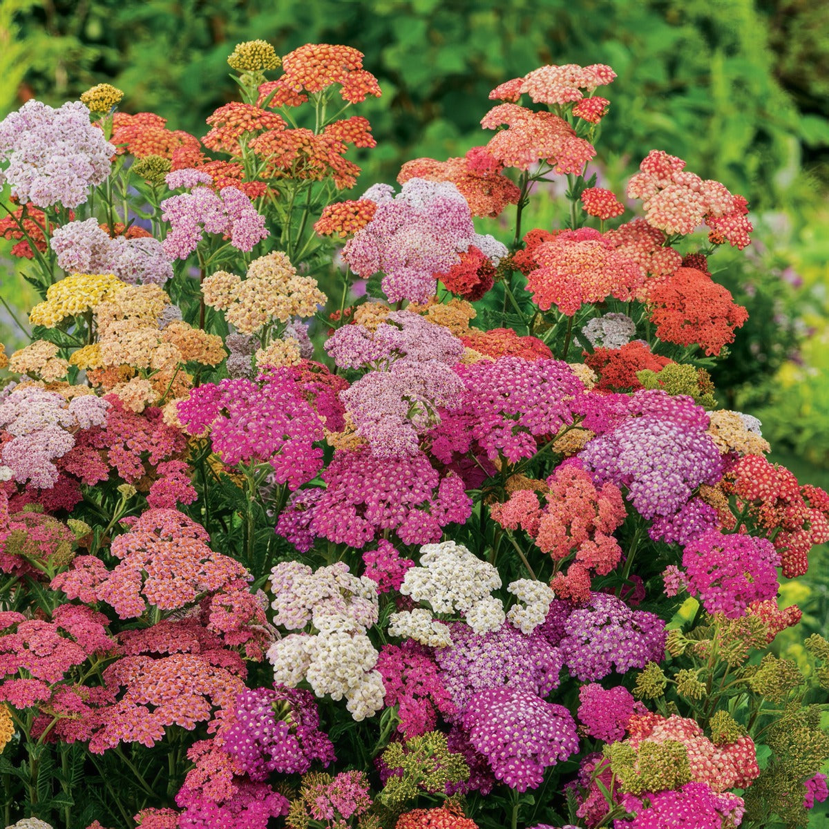 Achillea Summer Berries Colachsbe - Garden Express Australia